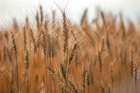 More Wheat Photograph By Todd Klassy Fine Art America