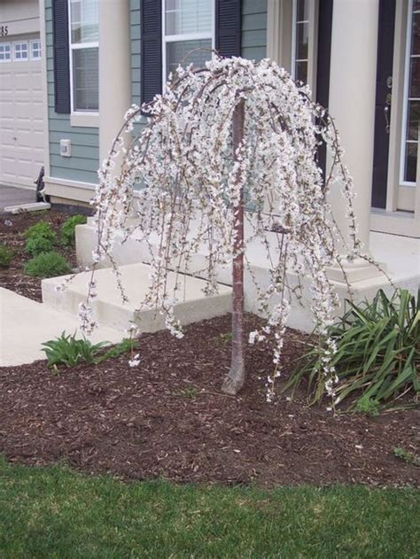 40 Beautiful Flowering Trees Ideas For Yard Landscaping Landscaping