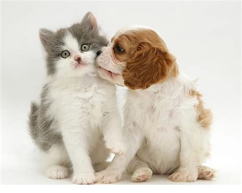 Friendly Kiss Puppy Animals Cats Kitten Friendly Kiss Hd