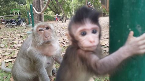 Life Of Monkeys Ep70 Baby Monkey Jumpingbaby Monkey
