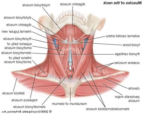 The muscles on the left side are the superficial muscles (close. Anatomy Of The Neck And Jaw Anatomy Of The Jaw And Neck ...