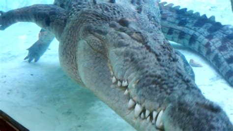 16 Ft Salt Water Crocodile St Augustine Alligator Farm Youtube