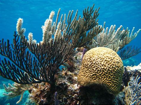 Bahamas Coral Reef Report Card Scuba Diver Life
