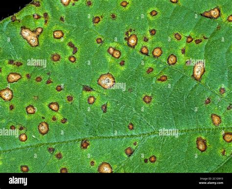 Frogeye Leaf Spot Cercospora Sojina Discreet Circular Lesions On