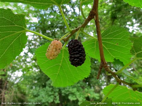May 17, 2021 · when you see a tree bleeding sap, you know there is a problem and it most likely is bacterial wetwood. Morus rubra