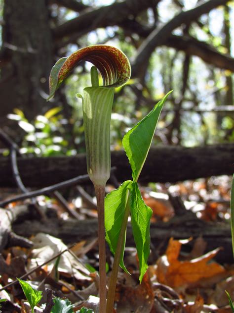 Jack In The Pulpit Secrets Exposed Oakland County Blog
