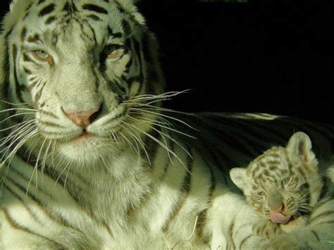 Kali ini giliran harimau yang jadi objek gambar kita, tapi bukan sembarang harimau yang kita gambar. 30 Hasil Foto Macan Yang Imut dan Gambar Harimau Putih Muka Ganas PNG - Update Area - Kumpulan ...