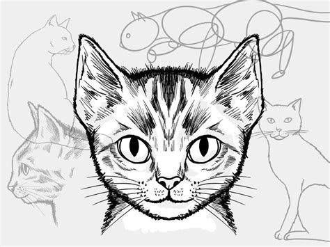 Lerne Katzen Zu Zeichnen Mehrere Tutorials And Videos Zum Mitzeichnen