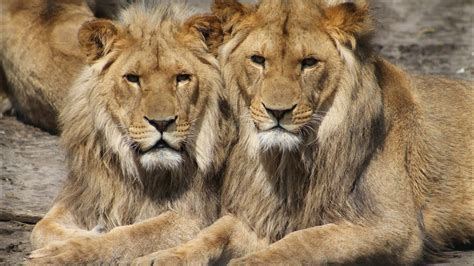 Lions Interesting Facts About Lions 🦁 Lions The King Of Jungle
