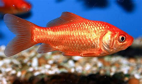Goldfish Carassius Auratus Tropical Fish Keeping