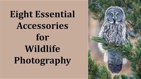 Eight Essential Accessories For Wildlife Photography Youtube