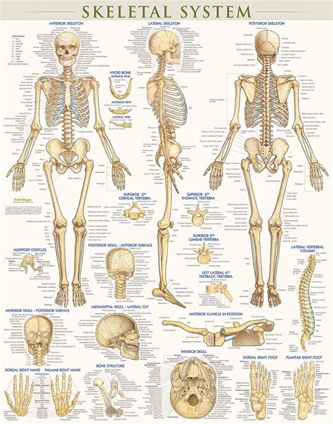 Skeletal System Laminated 9781423220671 Barcharts