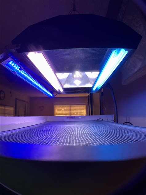 Fixture input watts (for normal power ballasts). Calling metal halide and t5 reefers | REEF2REEF Saltwater ...