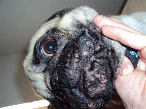 5 Effective Treatment Methods For Dogs That Get Pimples Disk Trend