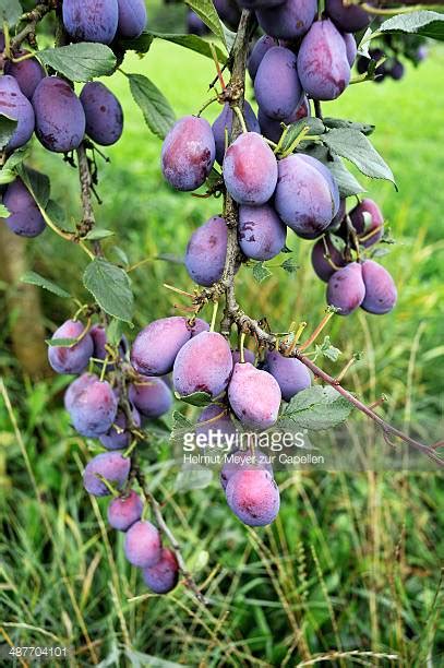 There's nothing better than growing beautiful fresh fruit in your garden or allotment and this fruit. How to Grow Damson Plum, Guide to Growing and Planting ...