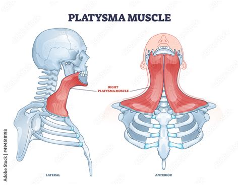 Platysma Muscle As Human Neck And Throat Muscular System Outline