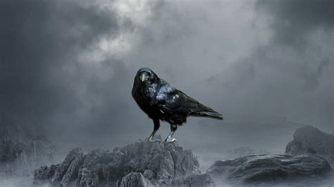 Crow Wallpapers Top Free Crow Backgrounds Wallpaperaccess