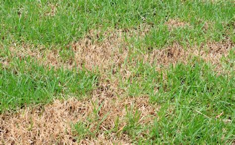 Spring Lawn Diseases How To Identify Treat And Prevent Them