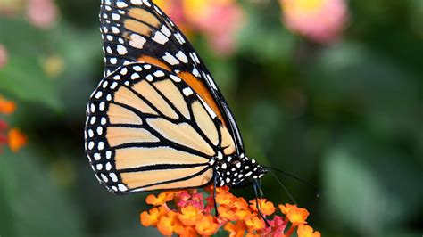 Monarch Butterflies Winter In California Rebound Nbc 7 San Diego