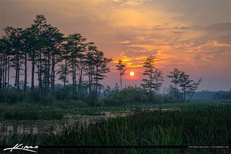 Sunset At The Marsh Over Cypress Tree Hdr Photography By Captain Kimo