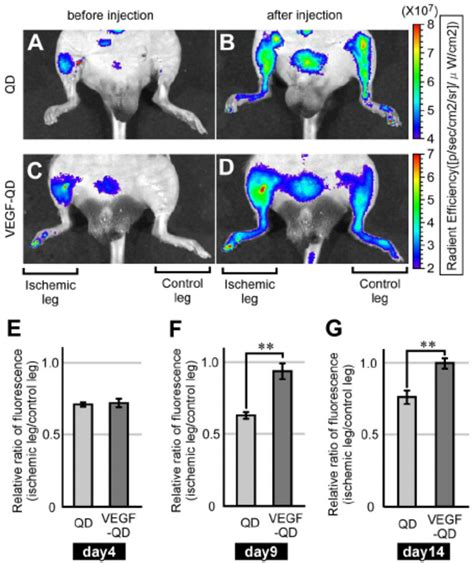 In Vivo Fluorescence Imaging Of The Ischemic Model Mice Using The Ivis Download Scientific