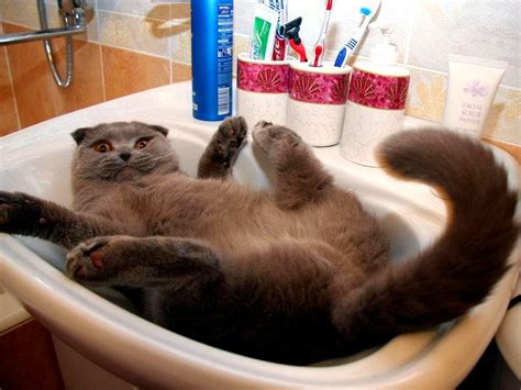 Sink Cat Cute Cats Hq Pictures Of Cute Cats And Kittens Free