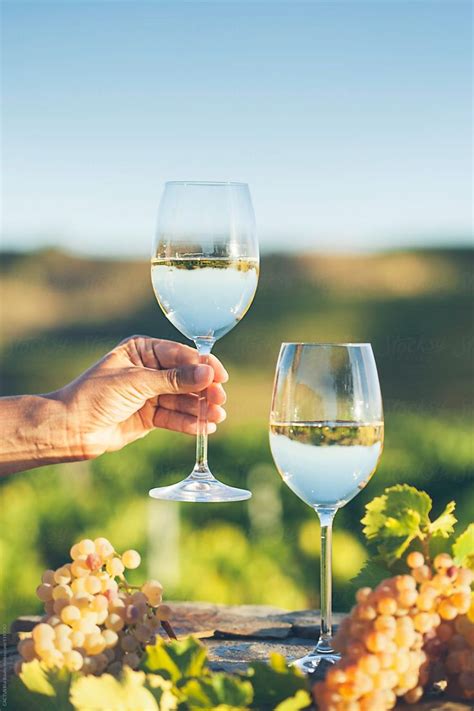 Glasses Of White Wine In A Vineyard By Cactus Creative Studio White