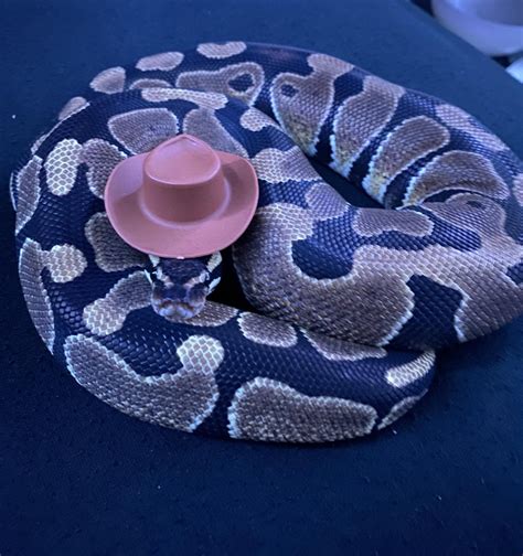 Witch Snakes For Halloween Rsnakeswithhats