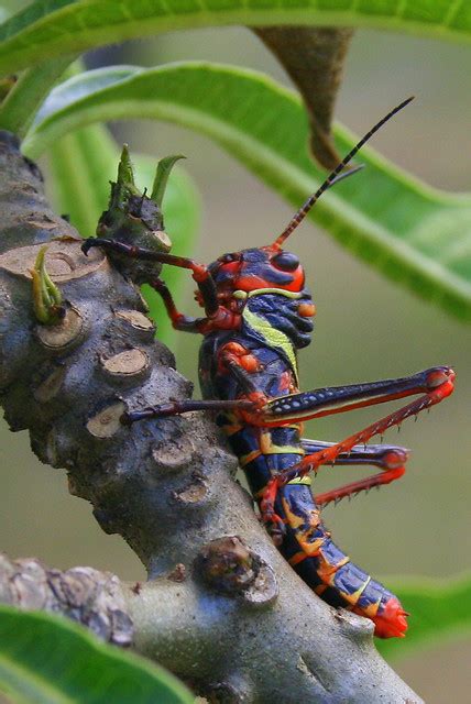Fancy Bugs A Gallery On Flickr