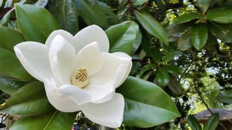 16 Types Of Magnolia Trees