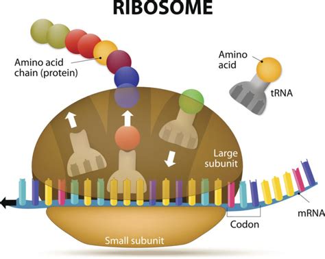 Structure Of Rna And Protein Synthesis Broad Learnings
