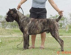 Akc registered, check out our males & their the bullmastiff with a proper temperament should not be aggressive and guard all the time. biggest bullmastiffs | Brindle bullmastiff, La Gratitude ...