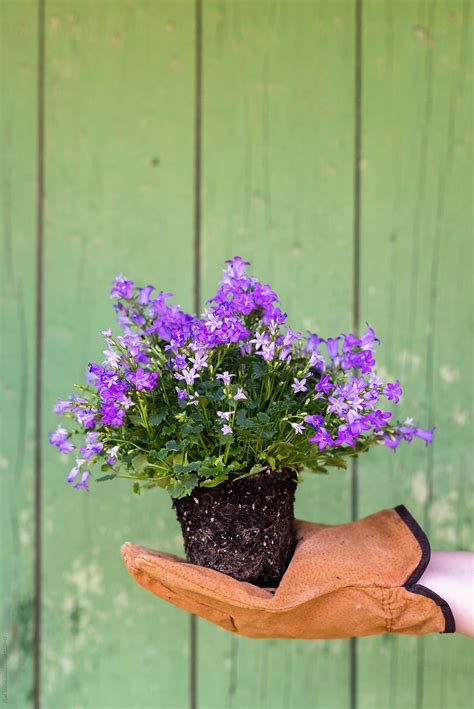 Woman Holding Bellflower Campanula Ready For Replanting Del