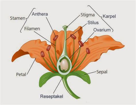Detail Gambar Bunga Lengkap Beri Keterangan Dan Fungsinya Koleksi Nomer 16