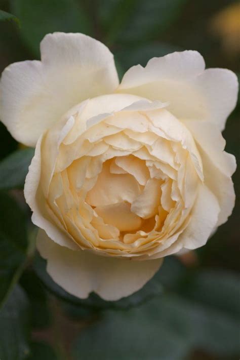 The gardens are set around a 16th century hall and feature roses in creative plant combinations. Wollerton Old Hall | Old English rose | Rosen