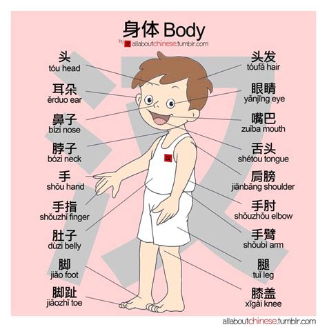 身体 Body Mandarin Chinese Learning Chinese Language Learning Chinese