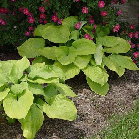Sum And Substance Hosta Buy At Nature Hills Nursery