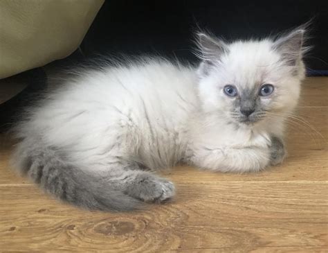 Buy and sell almost anything on gumtree classifieds. Ragdoll Beautiful Quality Kittens available FOR SALE ...