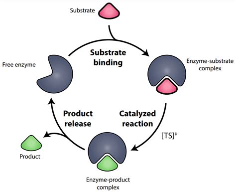 Enzyme Substrate