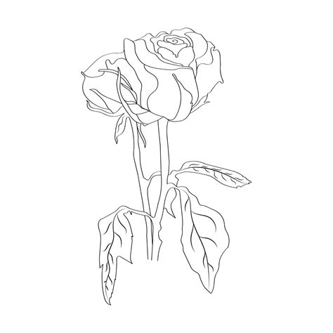 Premium Vector Rose Flower Line Art Hand Drawing With Leaves Isolated