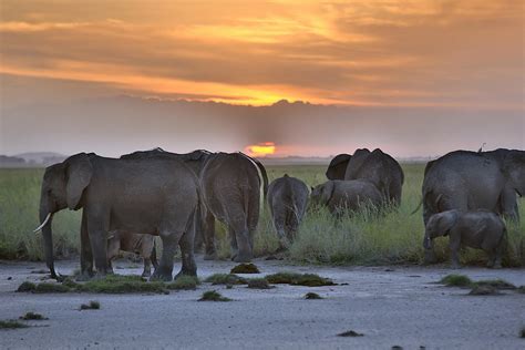 African Elephants At Sunset By 1001slide