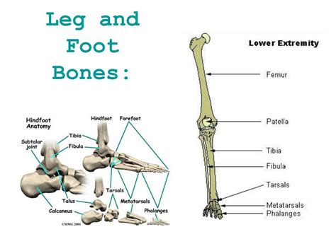Ppt Muscles And Bones Powerpoint Presentation Free Download Id2202977