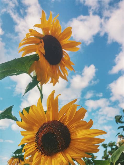 Aesthetic Sunflower Field Wallpapers Wallpaper Cave