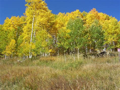 Great Colorado Fall Foliage Drives Carpe Travel