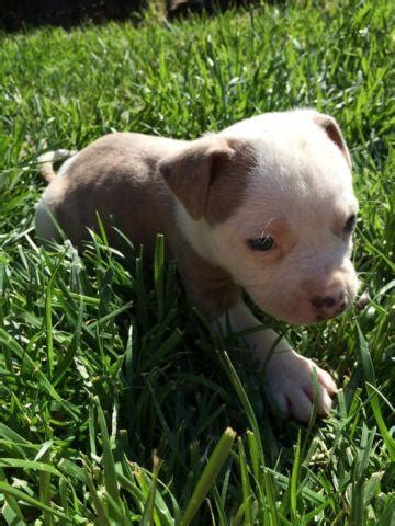 The truth is that while pits, including blue nose, display fierce loyalty to their owners, they are typically very friendly, even with strangers. blue nose pitbull puppies for Sale in Corralitos ...