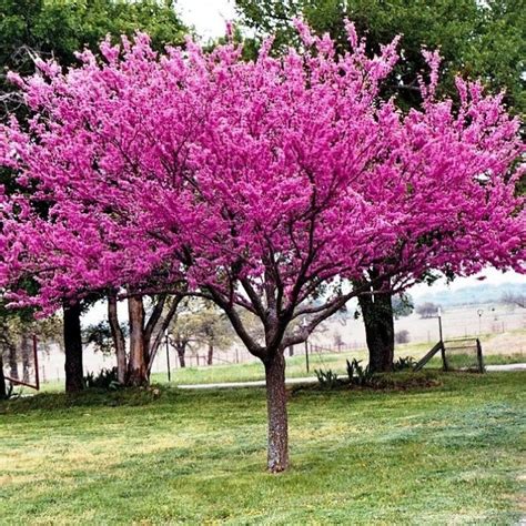 Eastern Redbud Cercis Canadensis 20 Or 200 Seeds Etsy Redbud Tree