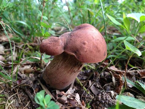 Backyard Boletes Mushroom Hunting And Identification Shroomery