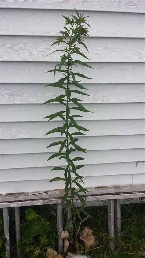 Pictures Of Tall Weeds