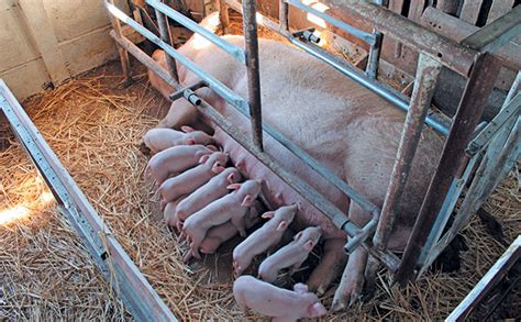 Sappo Helping Small Scale Pig Farmers