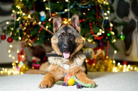 10 Puppy Proofing Tips For The Christmas Season German